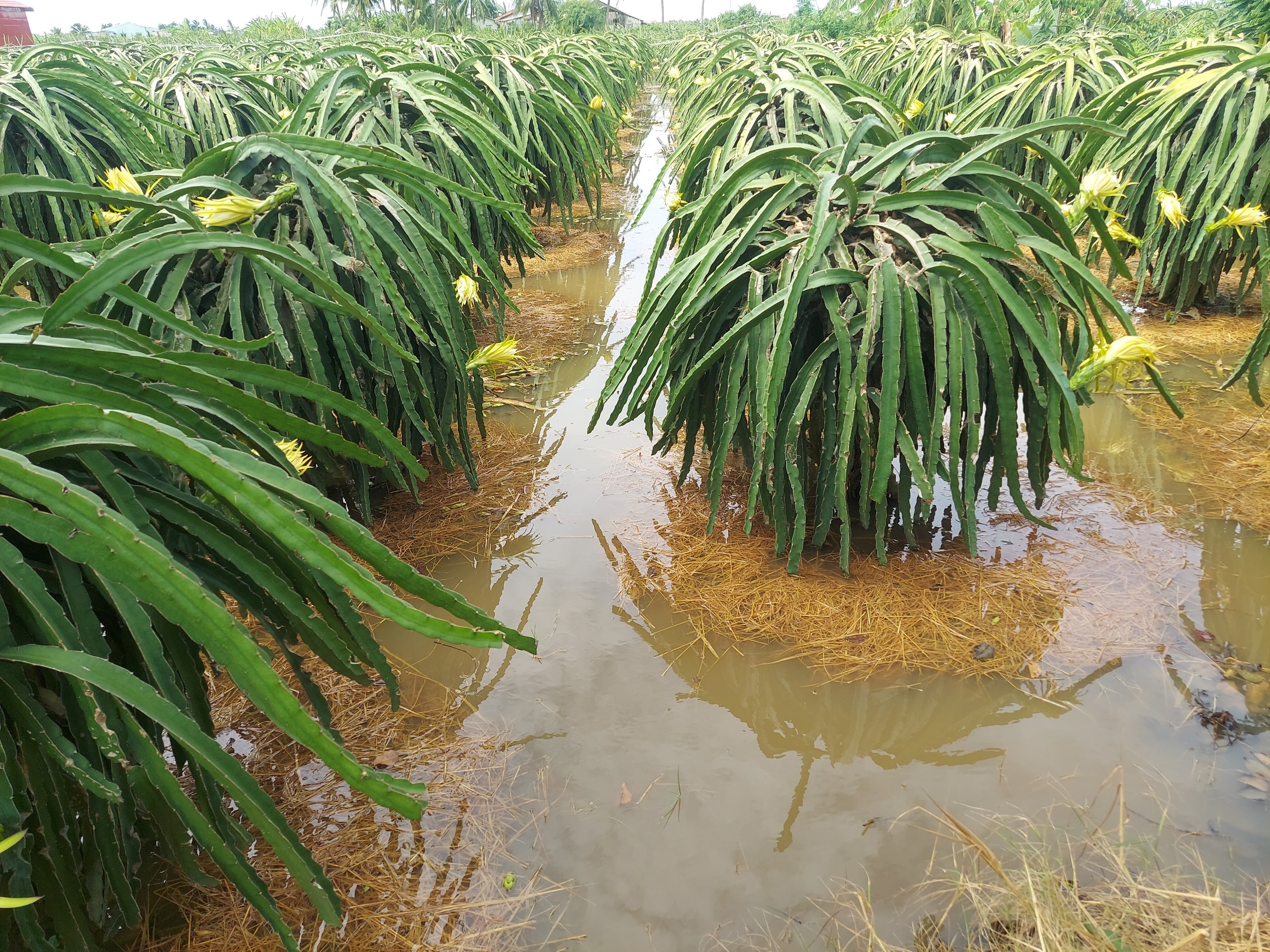 Thanh long trúng mùa, nhưng nông dân Long An phải bù tiền trả nợ mùa vụ- Ảnh 3. Thanh long trúng mùa, nhưng nông dân Long An phải bù tiền trả nợ mùa vụ- Ảnh 3.