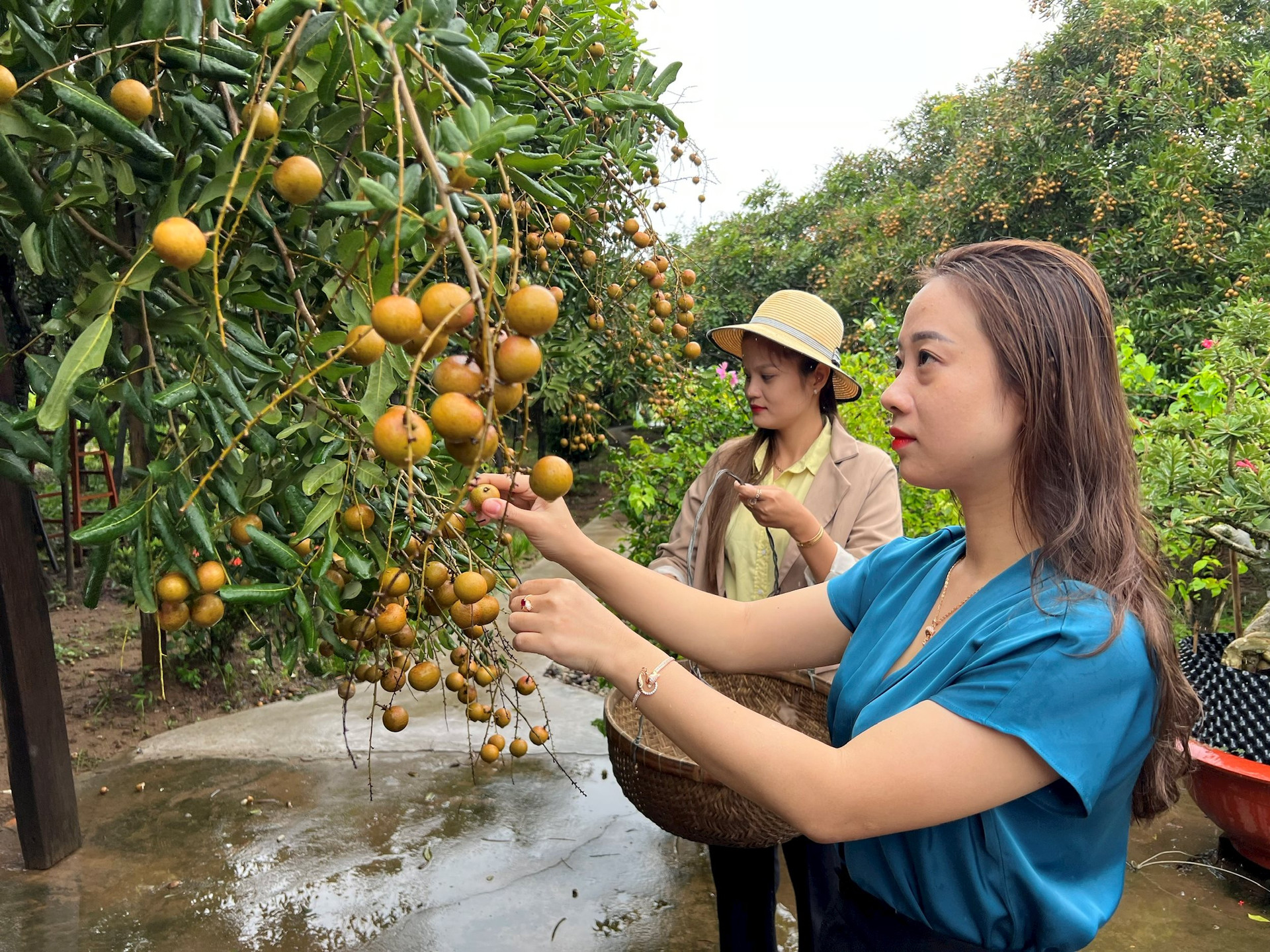 Loại nhãn cổ trăm năm ở Bạc Liêu cho trái tròn vo, vỏ mỏng, cơm giòn, nhiều người muốn ngắm cụ nhãn- Ảnh 2. Loại nhãn cổ trăm năm ở Bạc Liêu cho trái tròn vo, vỏ mỏng, cơm giòn, nhiều người muốn ngắm cụ nhãn- Ảnh 2.