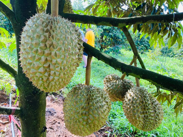 Bầu Đức có bao nhiêu hecta sầu riêng mà tự tin sẽ có lãi lớn trong 6 tháng cuối năm?- Ảnh 4. Bầu Đức có bao nhiêu hecta sầu riêng mà tự tin sẽ có lãi lớn trong 6 tháng cuối năm?- Ảnh 4.