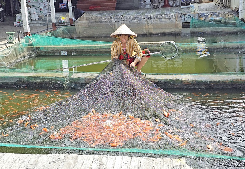 Cá giống ở Cần Thơ đồng loạt tăng giá, sức mua tăng, giá cá đặc sản, cá sặc rằn tăng kỷ lục- Ảnh 1. Cá giống ở Cần Thơ đồng loạt tăng giá, sức mua tăng, giá cá đặc sản, cá sặc rằn tăng kỷ lục- Ảnh 1.