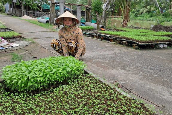 Chỉ có 20m2 đất trước nhà, chị nông dân Hậu Giang trồng kiểu gì mà Chỉ có 20m2 đất trước nhà, chị nông dân Hậu Giang trồng kiểu gì mà