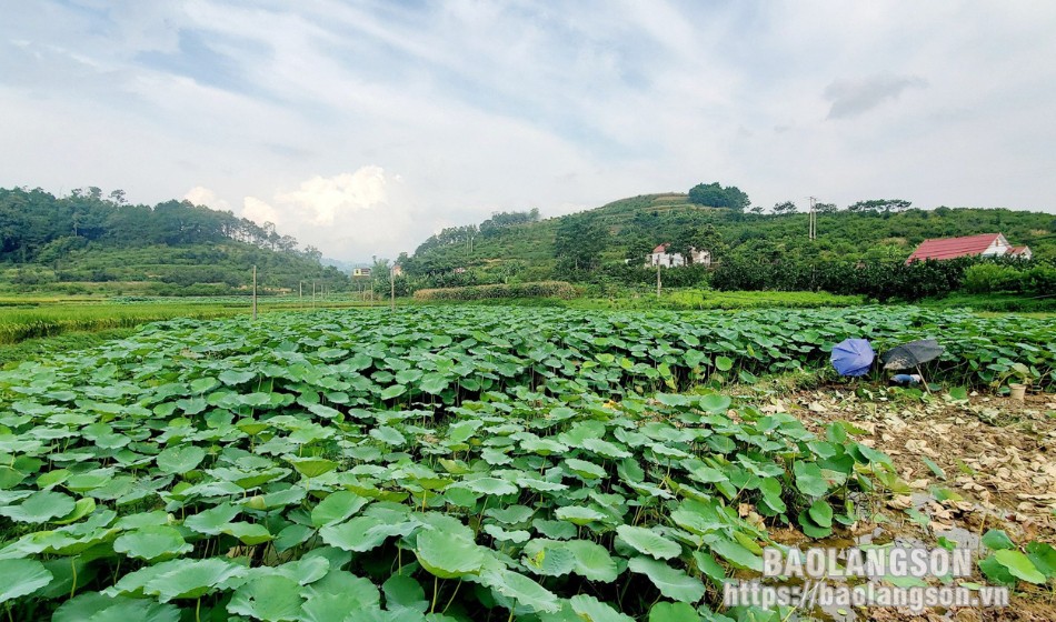 Củ sen là vựa chất chống oxy hóa, ở Hàn Quốc quý như sâm, giúp nông dân Lạng Sơn khá giả- Ảnh 1. Củ sen là vựa chất chống oxy hóa, ở Hàn Quốc quý như sâm, giúp nông dân Lạng Sơn khá giả- Ảnh 1.