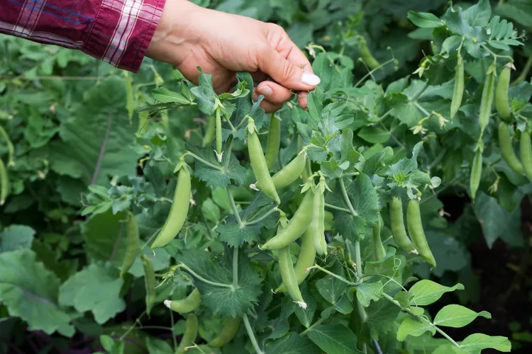 Mùa hè đến rồi , hãy nhanh tay ăn món này. Nó giúp cải thiện thị lực, làm ẩm ruột, bổ sung canxi dù đắt tiền đến đâu bạn cũng nên ăn - Ảnh 1. Mùa hè đến rồi , hãy nhanh tay ăn món này. Nó giúp cải thiện thị lực, làm ẩm ruột, bổ sung canxi dù đắt tiền đến đâu bạn cũng nên ăn - Ảnh 1.