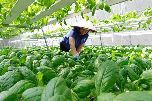 Điểm sáng ở Hà Nội, quận hỗ trợ huyện xây dựng NTM, huyện Phú Xuyên nhận hơn 36 tỷ đồng từ đầu năm- Ảnh 1. Điểm sáng ở Hà Nội, quận hỗ trợ huyện xây dựng NTM, huyện Phú Xuyên nhận hơn 36 tỷ đồng từ đầu năm- Ảnh 1.