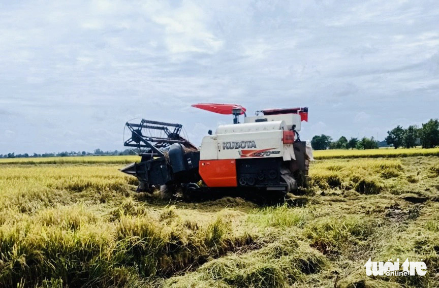 Đồng Tháp thu hoạch lúa hè thu cuối vụ, nông dân đạt lợi nhuận 26 - 32 triệu đồng mỗi ha- Ảnh 1. Đồng Tháp đã thu hoạch gần dứt điểm vụ hè thu 2024. Trong ảnh: Thu hoạch lúa xã Thường Lạc, huyện Hồng Ngự, lúa bị đổ ngã do thời tiết mưa kéo dài - Ảnh: ĐẶNG TUYẾT