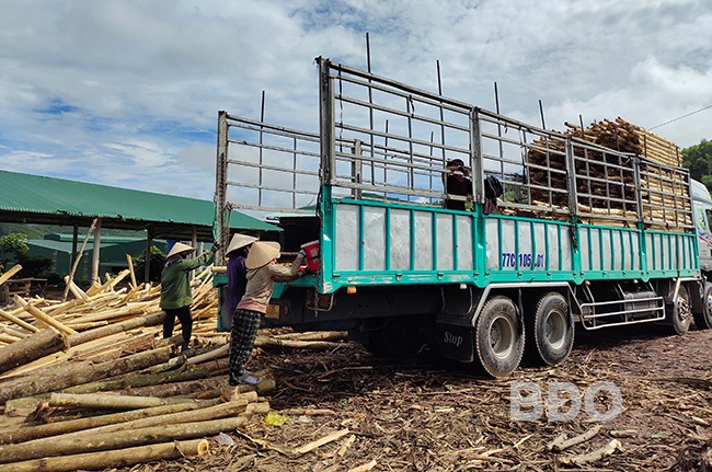 Gỗ keo, cây rừng trồng ở Bình Định đang có giá bán tốt, cây càng Gỗ keo, cây rừng trồng ở Bình Định đang có giá bán tốt, cây càng