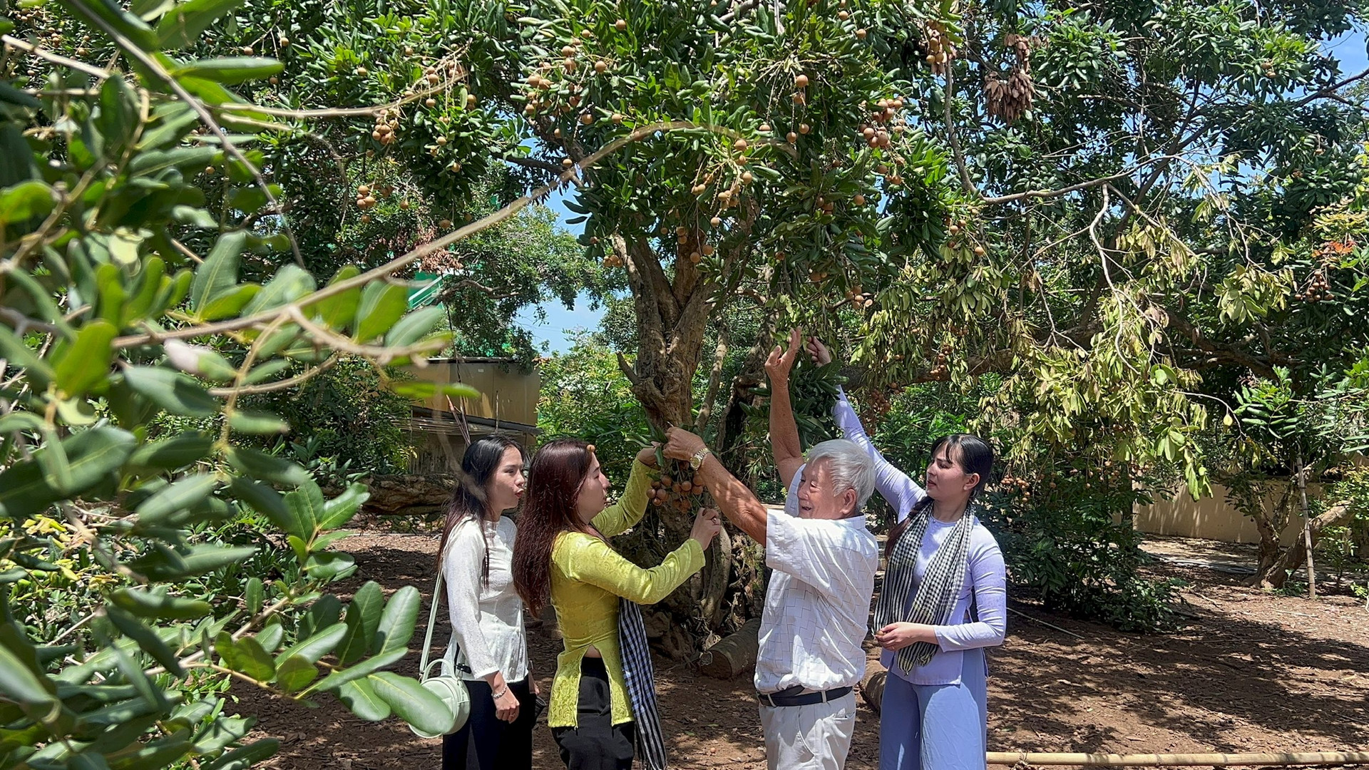 Loại nhãn cổ trăm năm ở Bạc Liêu cho trái tròn vo, vỏ mỏng, cơm giòn, nhiều người muốn ngắm cụ nhãn- Ảnh 1. Loại nhãn cổ trăm năm ở Bạc Liêu cho trái tròn vo, vỏ mỏng, cơm giòn, nhiều người muốn ngắm cụ nhãn- Ảnh 1.