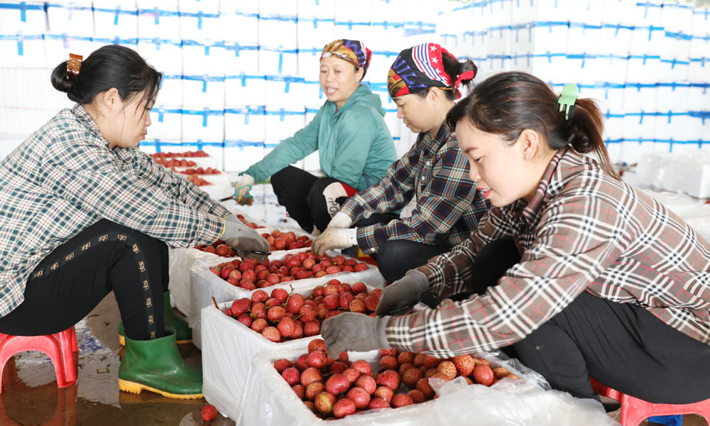 Mất mùa, giá loại trái cây Mất mùa, giá loại trái cây
