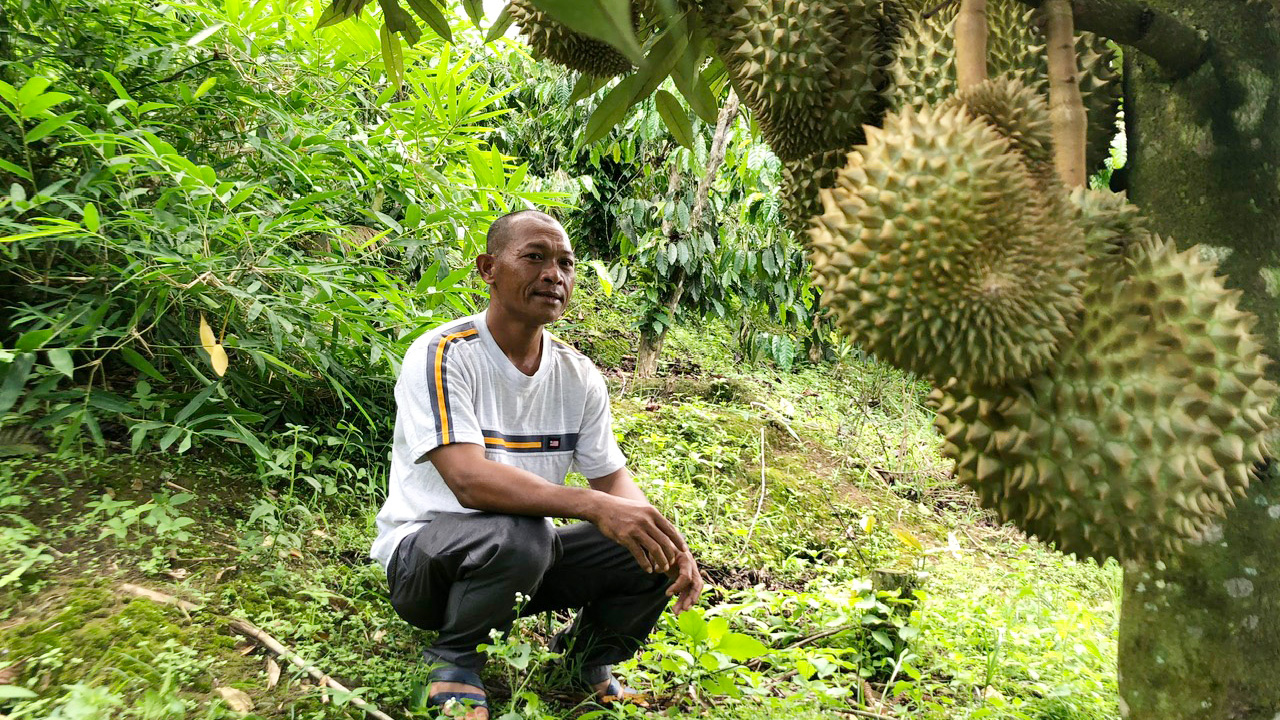 Một ông nông Lâm Đồng trồng sầu riêng trên đất dốc, cây ra trái bói mà quả treo nhiều thế này đây- Ảnh 1. Một ông nông Lâm Đồng trồng sầu riêng trên đất dốc, cây ra trái bói mà quả treo nhiều thế này đây- Ảnh 1.