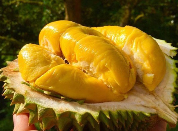 Người bệnh tiểu đường nếu thích ăn sầu riêng nhất định phải biết điều này để ổn định đường huyết - Ảnh 3. Người bệnh tiểu đường nếu thích ăn sầu riêng nhất định phải biết điều này để ổn định đường huyết - Ảnh 3.