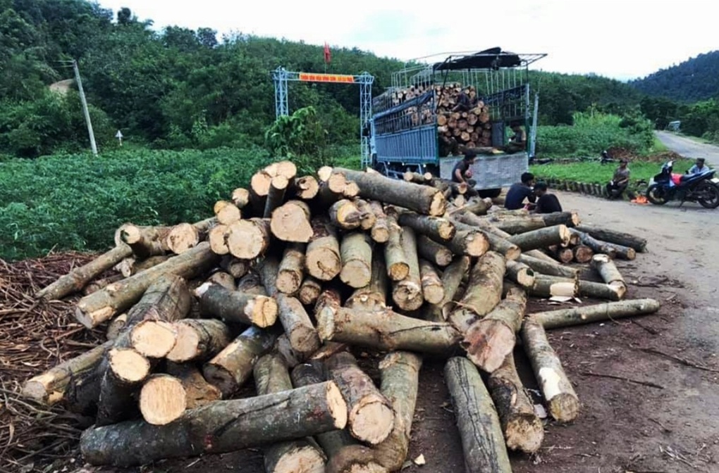 Người dân ồ ạt chặt bỏ cây vàng trắng, chạy theo cây tỷ đô - 1 Người dân ồ ạt chặt bỏ cây vàng trắng, chạy theo cây tỷ đô - 1