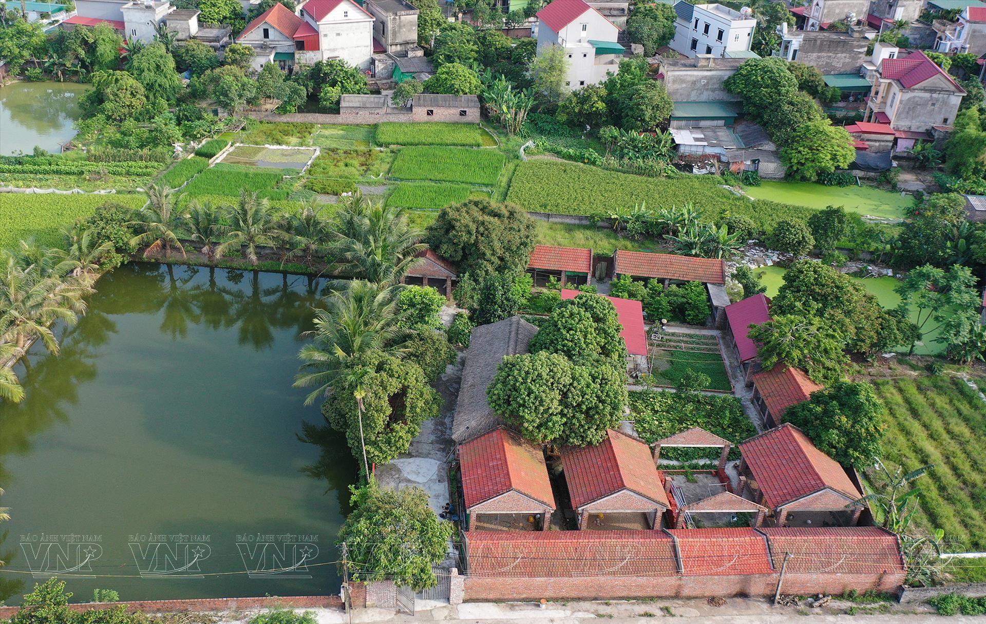 Nuôi chim công-động vật hoang dã có trong sách Đỏ ở Hải Dương, cho ăn thịt bò, bán 3,5 triệu/con- Ảnh 1. Nuôi chim công-động vật hoang dã có trong sách Đỏ ở Hải Dương, cho ăn thịt bò, bán 3,5 triệu/con- Ảnh 1.