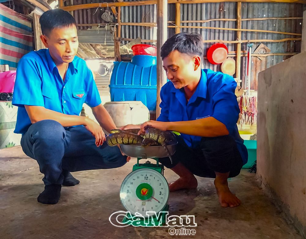 Nuôi loài rắn hiền lành trong khoảnh đất 6m2, anh trai Cà Mau đều đặn thu tiền - Ảnh 1. Nuôi loài rắn hiền lành trong khoảnh đất 6m2, anh trai Cà Mau đều đặn thu tiền - Ảnh 1.