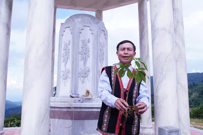dsc00156-160442_104.jpg Cây sâm Ngọc Linh những năm qua đã giúp nhiều hộ gia đình vùng đồng bào dân tộc thiểu số thoát nghèo. Ảnh: L.K.