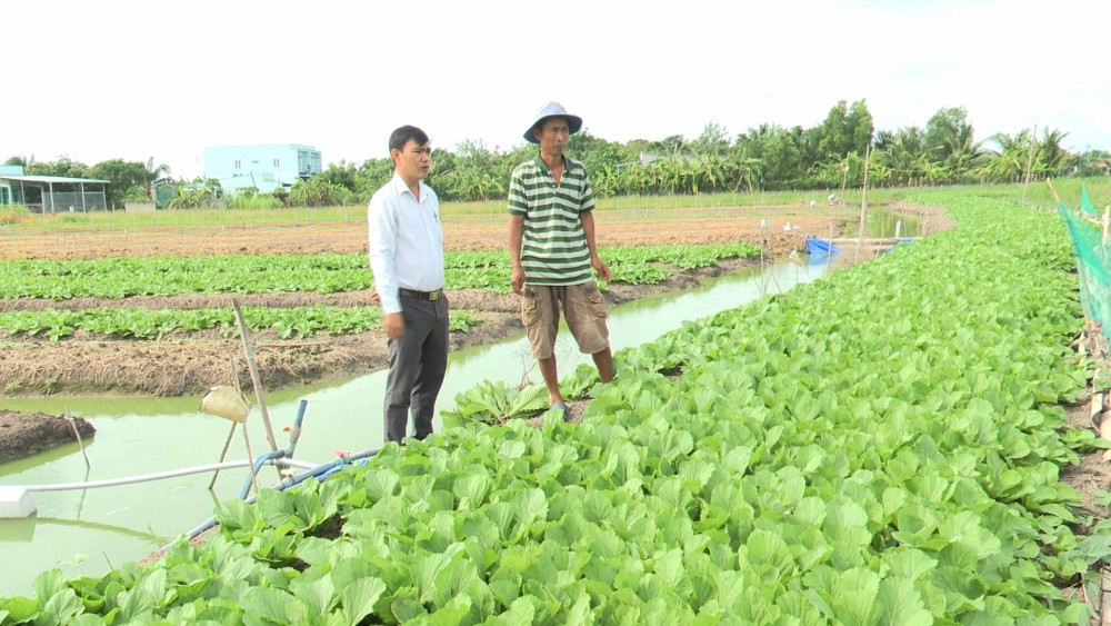 Rau xanh ăn tươi ở huyện này của Long An hơn 1 tháng nay tụt giá, nông dân chả lãi còn bị lỗ- Ảnh 1. Rau xanh ăn tươi ở huyện này của Long An hơn 1 tháng nay tụt giá, nông dân chả lãi còn bị lỗ- Ảnh 1.