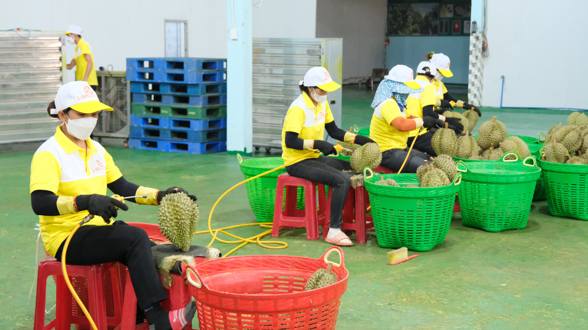 Sầu riêng, loại Sầu riêng, loại