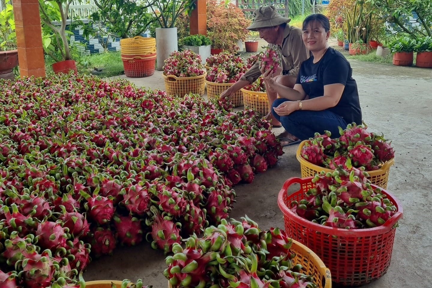 Thanh long trúng mùa, nhưng nông dân Long An phải bù tiền trả nợ mùa vụ- Ảnh 1. Thanh long trúng mùa, nhưng nông dân Long An phải bù tiền trả nợ mùa vụ- Ảnh 1.