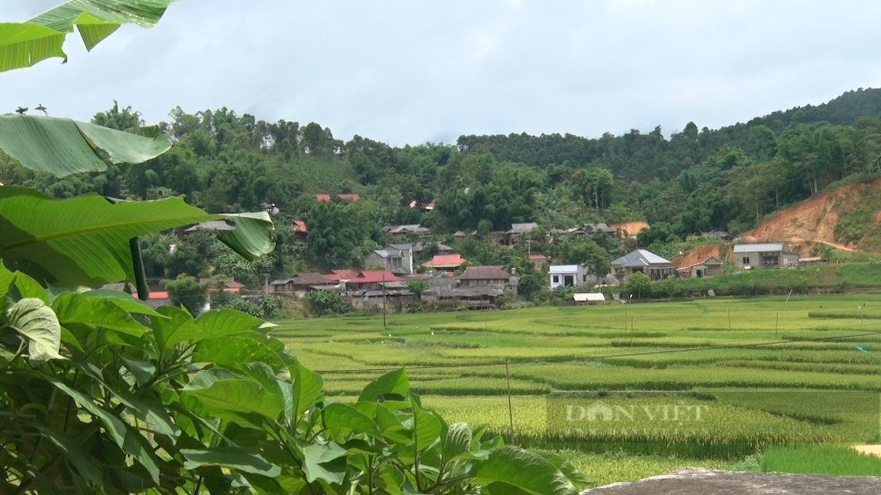 Thứ cây đặc sản Thứ cây đặc sản