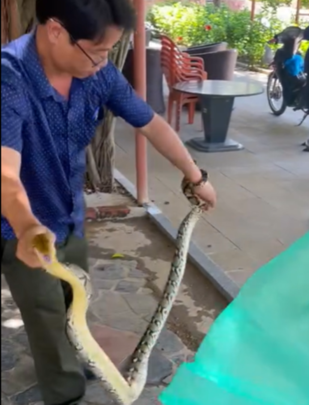 Trăn gấm, con động vật hoang dã quý hiếm bất ngờ bò lạc vào quán cà phê ở Thừa Thiên Huế, kiểm lâm giữ lại- Ảnh 1. Trăn gấm, con động vật hoang dã quý hiếm bất ngờ bò lạc vào quán cà phê ở Thừa Thiên Huế, kiểm lâm giữ lại- Ảnh 1.