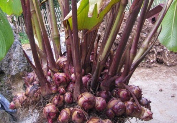 Trồng cây dong riềng tốt um tùm, củ la liệt trồi lên, ông nông dân Phú Yên làm ra loại bột ngon lành- Ảnh 1. Trồng cây dong riềng tốt um tùm, củ la liệt trồi lên, ông nông dân Phú Yên làm ra loại bột ngon lành- Ảnh 1.