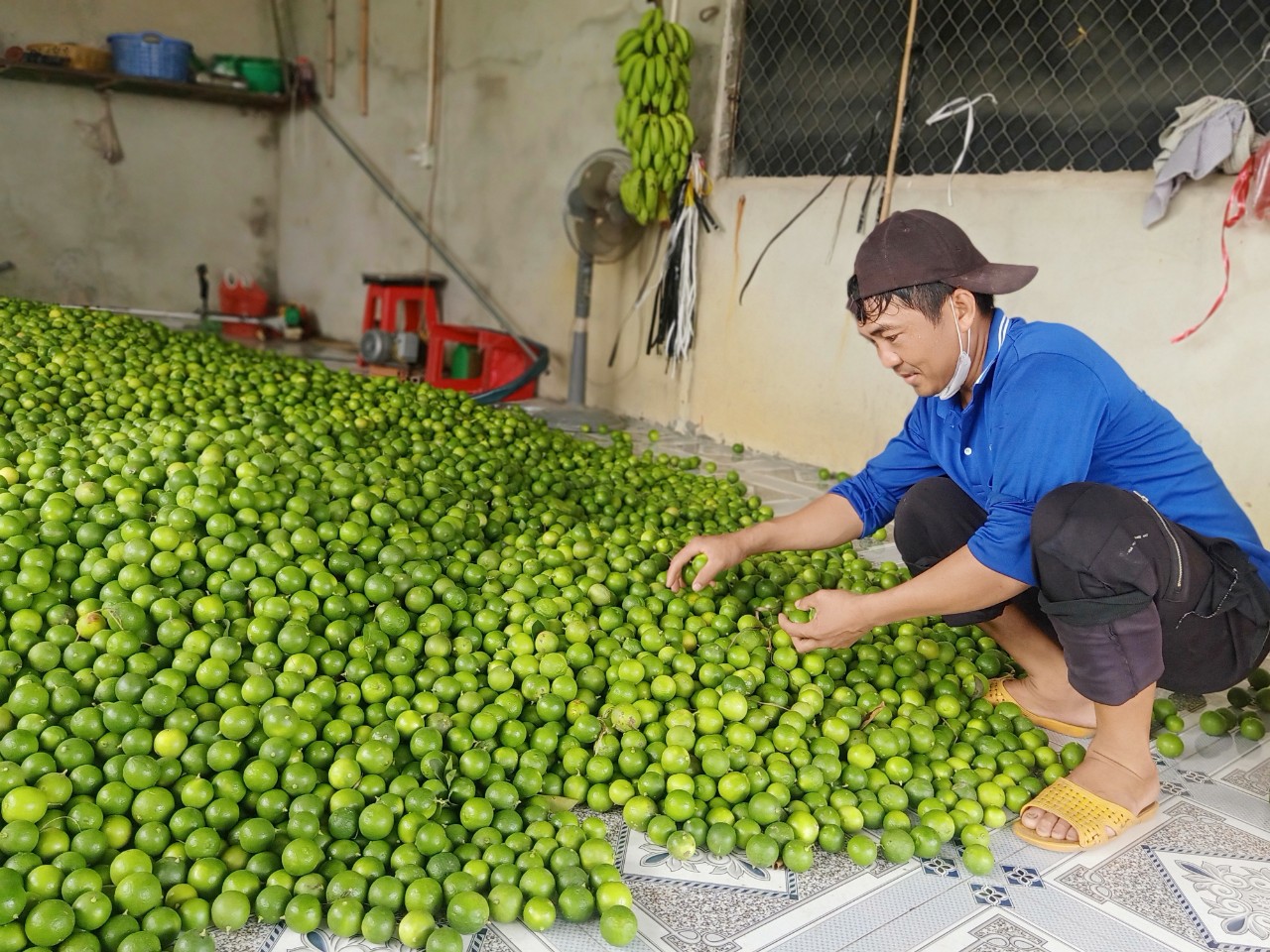 Thứ cây lá thơm, quả chả có hạt này trồng thành công ở Tây Ninh, dân bẻ đến đâu thương lái mua đến đó- Ảnh 1. Thứ cây lá thơm, quả chả có hạt này trồng thành công ở Tây Ninh, dân bẻ đến đâu thương lái mua đến đó- Ảnh 1.