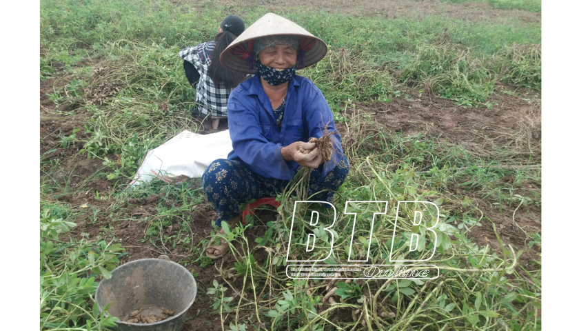 Trồng loài cây Trồng loài cây