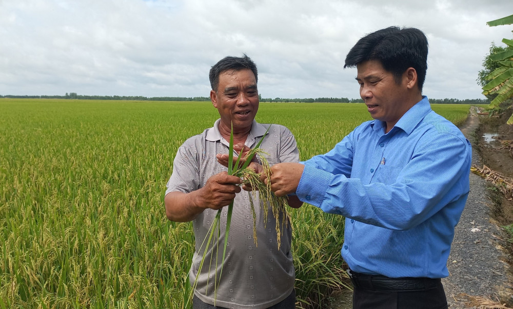 Trồng lúa kiểu gì mà một nông dân tỉnh Long An có lời 3,5 tỷ/năm?- Ảnh 1. Trồng lúa kiểu gì mà một nông dân tỉnh Long An có lời 3,5 tỷ/năm?- Ảnh 1.