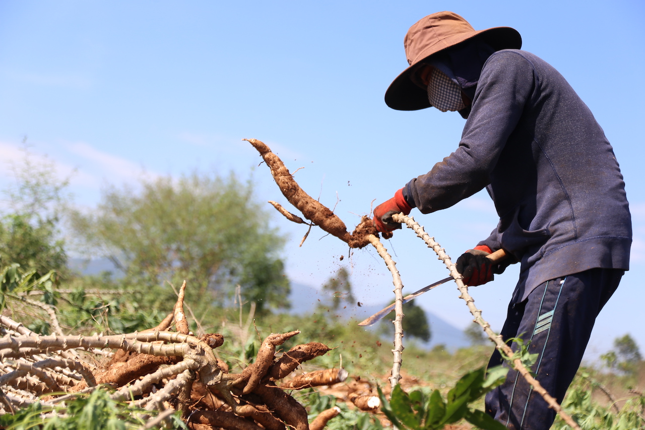 Trung Quốc đánh giá một loại tinh bột của Việt Nam đang thua sản phẩm của Thái Lan ở hai yếu tố- Ảnh 1. Trung Quốc đánh giá một loại tinh bột của Việt Nam đang thua sản phẩm của Thái Lan ở hai yếu tố- Ảnh 1.