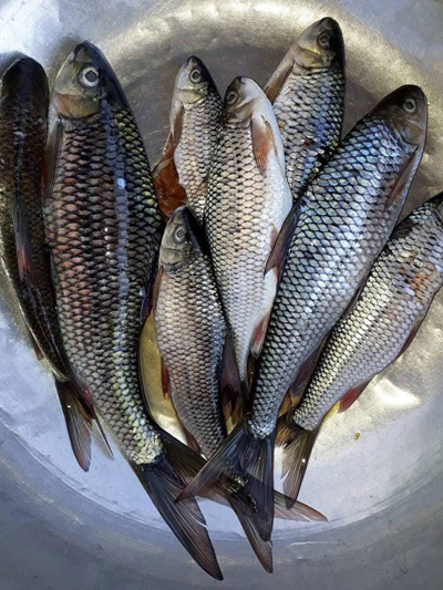 Vùng đất nào ở Quảng Nam lắm thác ghềnh, nước suối chảy xiết có loài cá niên, khi nào bắt nhiều?- Ảnh 1. Vùng đất nào ở Quảng Nam lắm thác ghềnh, nước suối chảy xiết có loài cá niên, khi nào bắt nhiều?- Ảnh 1.