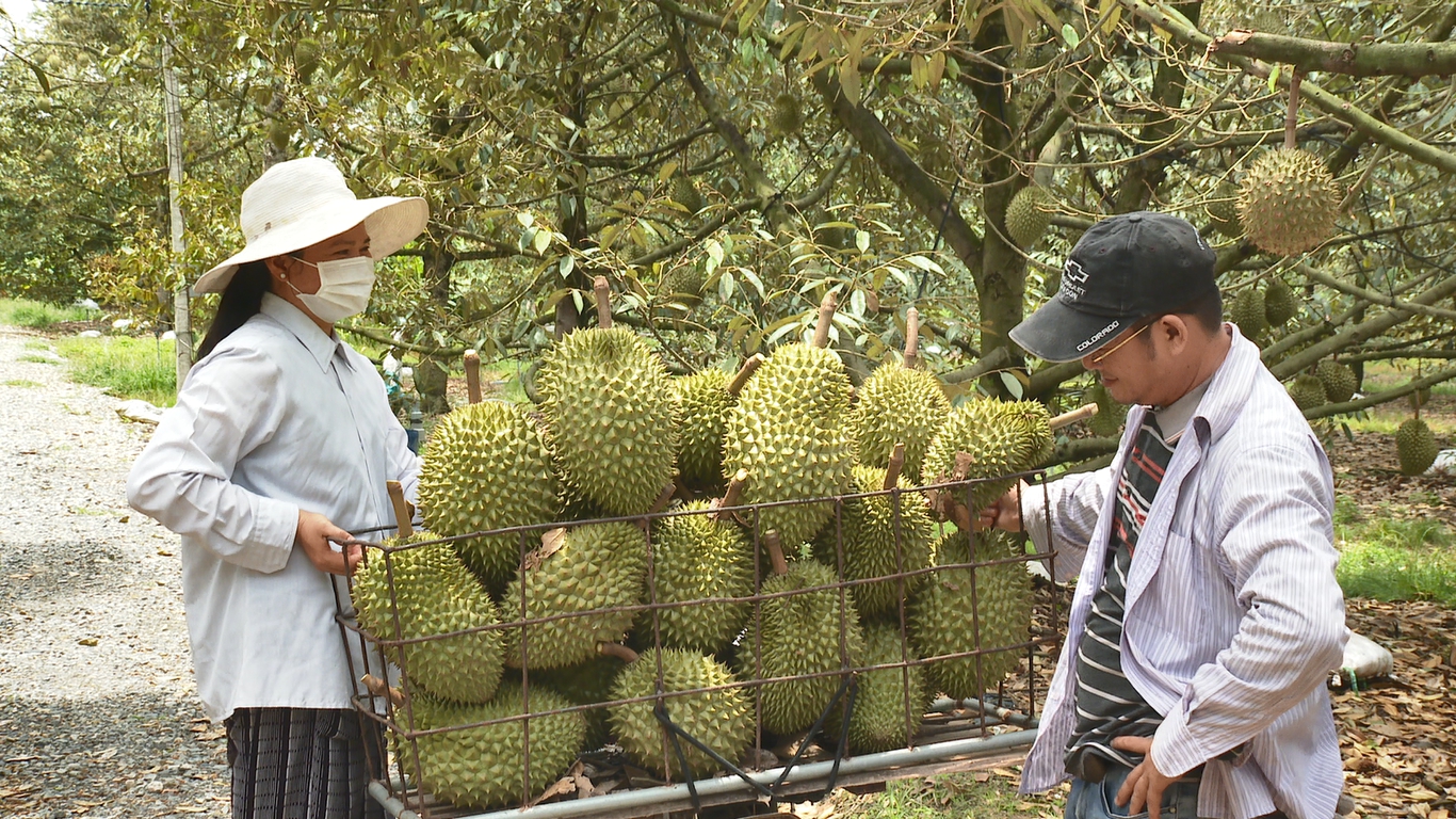 Xã Bàu Đồn ở Tây Ninh trồng sầu riêng tới 1.500ha, cây tiền tỷ trái to bự, thành làng tỷ phú- Ảnh 1. Xã Bàu Đồn ở Tây Ninh trồng sầu riêng tới 1.500ha, cây tiền tỷ trái to bự, thành làng tỷ phú- Ảnh 1.