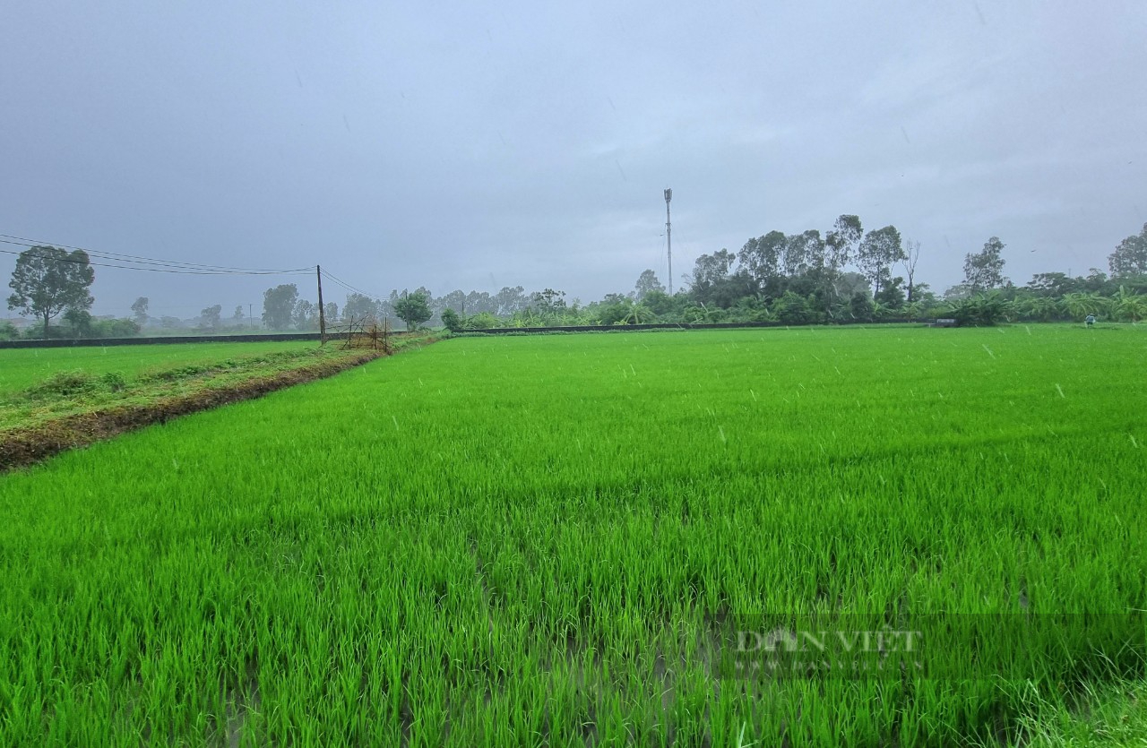 Ninh Bình: Nước rút, nông dân khẩn trương Ninh Bình: Nước rút, nông dân khẩn trương