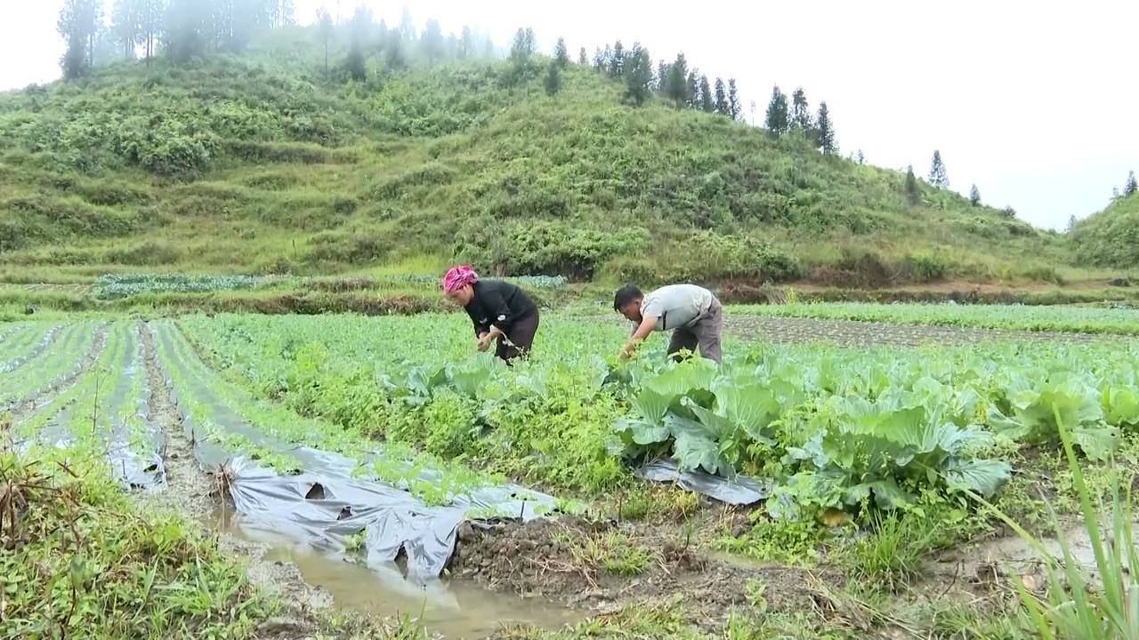 Lào Cai: Phụ nữ xã Lùng Phình phát triển rau ôn đới để thoát nghèo- Ảnh 2. Lào Cai: Phụ nữ xã Lùng Phình phát triển rau ôn đới để thoát nghèo- Ảnh 2.