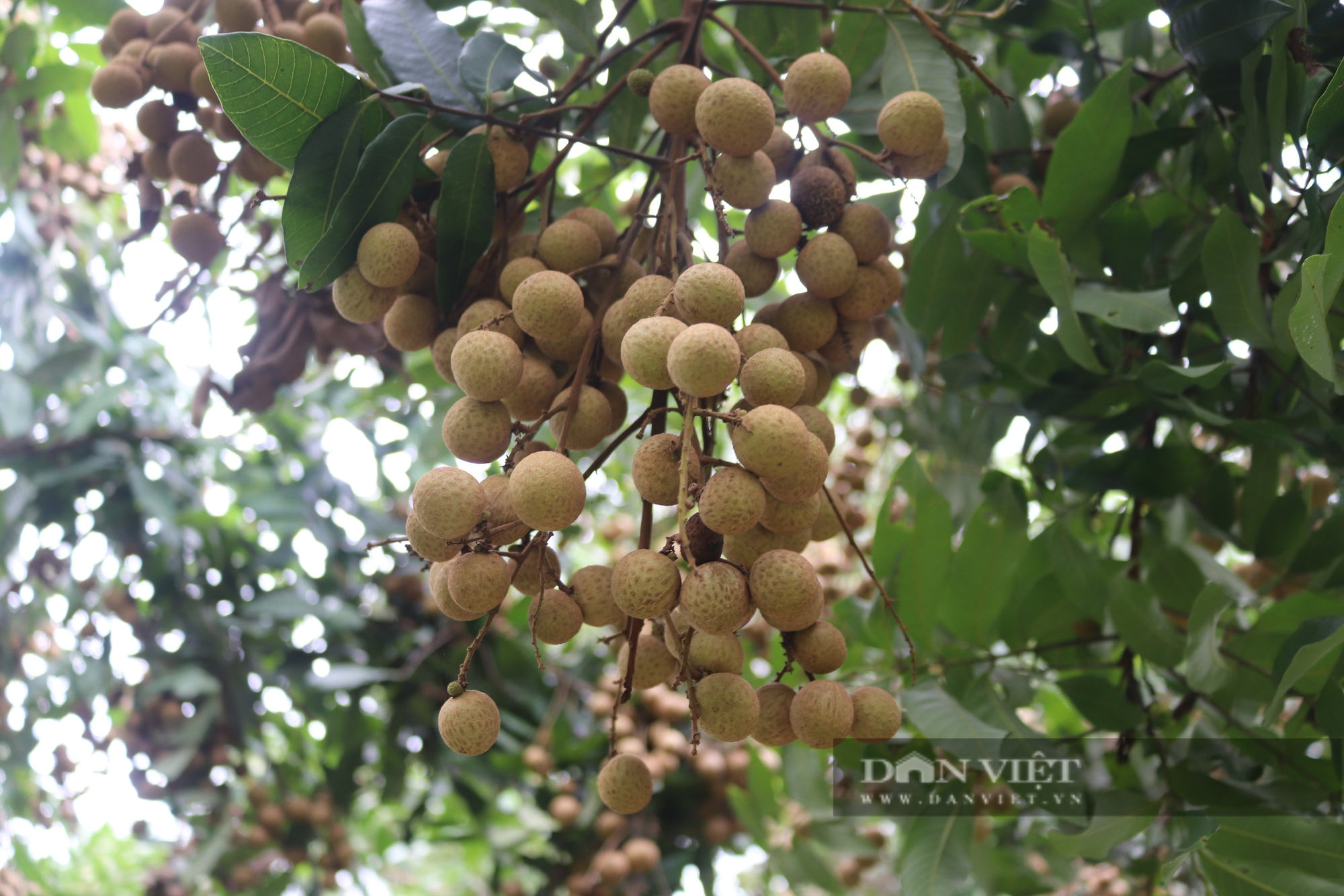 Người gây dựng thương hiệu nhãn Xuân Thủy ở Hòa Bình- Ảnh 4. Người gây dựng thương hiệu nhãn Xuân Thủy ở Hòa Bình- Ảnh 4.