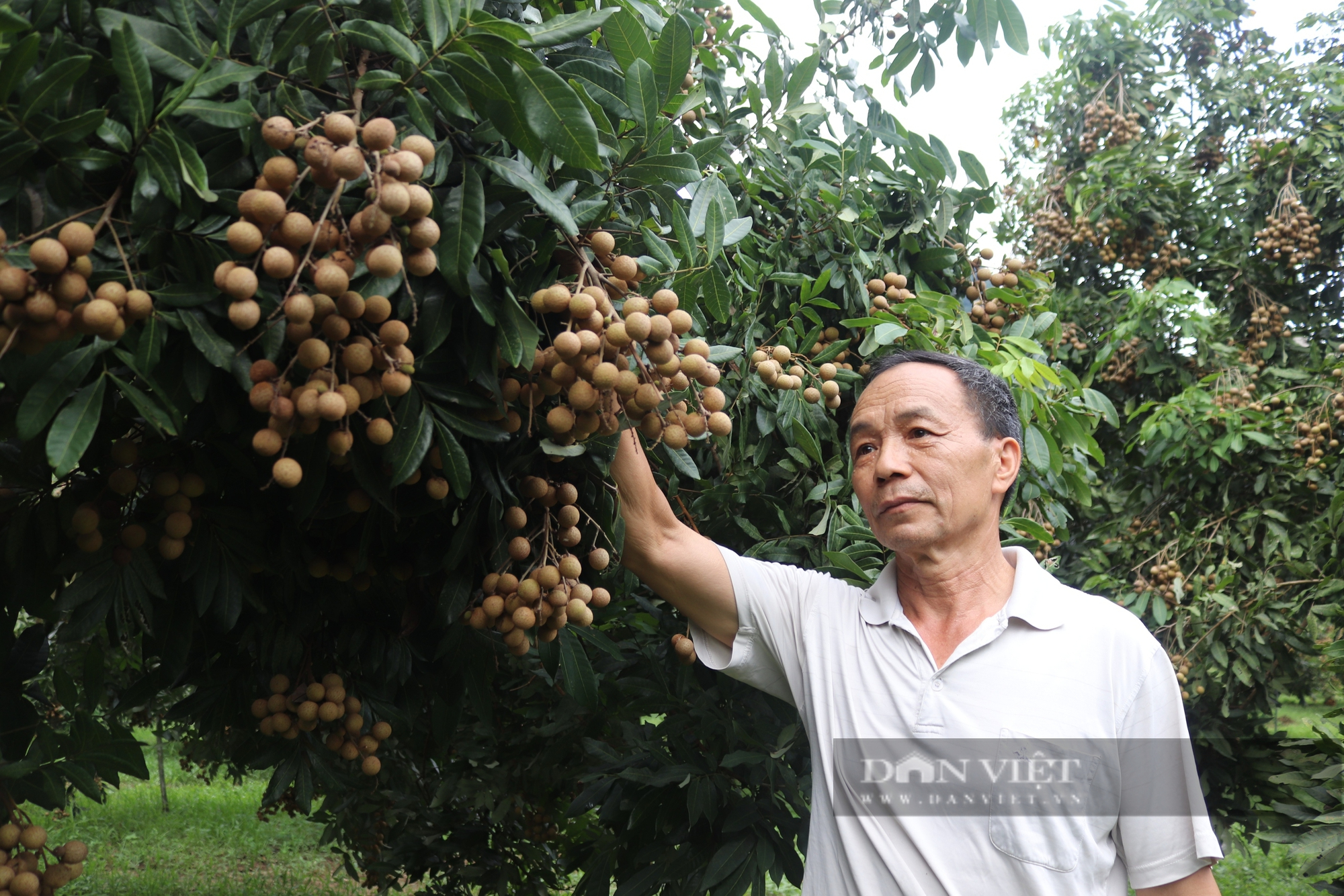 Người gây dựng thương hiệu nhãn Xuân Thủy ở Hòa Bình- Ảnh 5. Người gây dựng thương hiệu nhãn Xuân Thủy ở Hòa Bình- Ảnh 5.