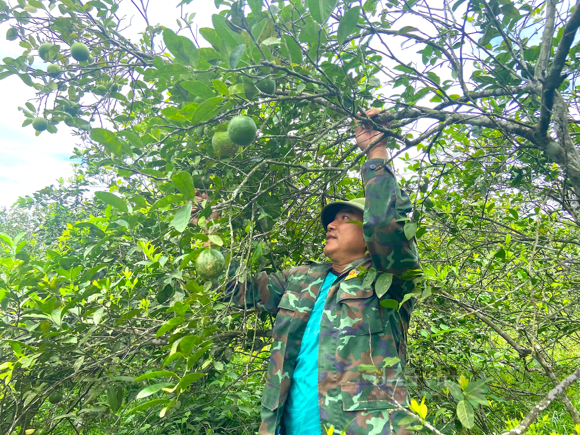Người dân huyện miền núi Hà Tĩnh đút túi gần nửa tỷ nhờ trồng loại cây “siêu trái”, có vị chua- Ảnh 3. Người dân huyện miền núi Hà Tĩnh đút túi gần nửa tỷ nhờ trồng loại cây “siêu trái”, có vị chua- Ảnh 3.