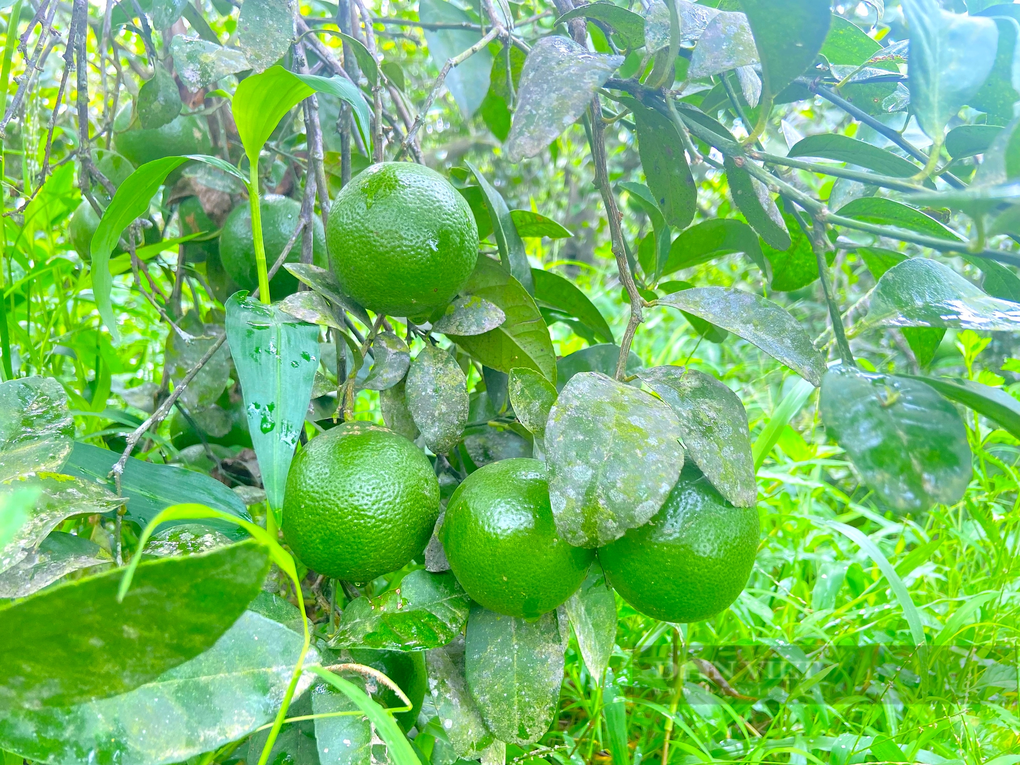 Người dân huyện miền núi Hà Tĩnh đút túi gần nửa tỷ nhờ trồng loại cây “siêu trái”, có vị chua- Ảnh 5. Người dân huyện miền núi Hà Tĩnh đút túi gần nửa tỷ nhờ trồng loại cây “siêu trái”, có vị chua- Ảnh 5.