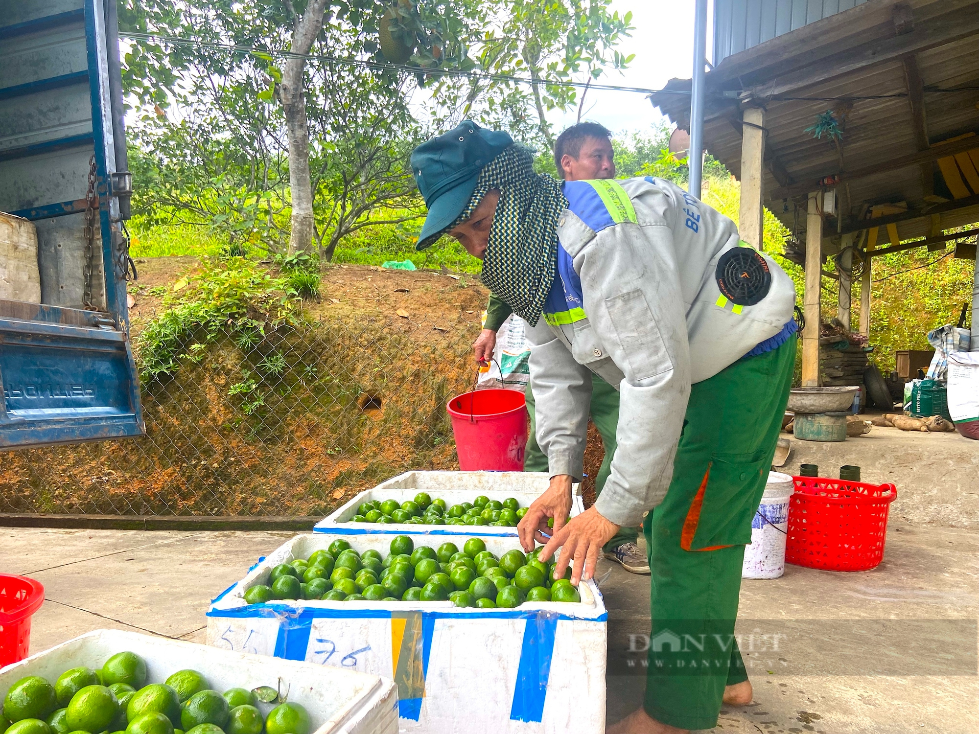 Người dân huyện miền núi Hà Tĩnh đút túi gần nửa tỷ nhờ trồng loại cây “siêu trái”, có vị chua- Ảnh 4. Người dân huyện miền núi Hà Tĩnh đút túi gần nửa tỷ nhờ trồng loại cây “siêu trái”, có vị chua- Ảnh 4.