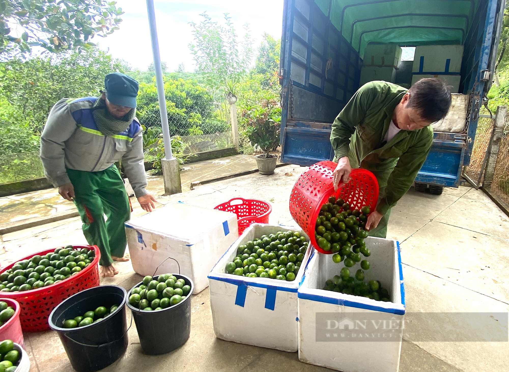 Người dân huyện miền núi Hà Tĩnh đút túi gần nửa tỷ nhờ trồng loại cây “siêu trái”, có vị chua- Ảnh 6. Người dân huyện miền núi Hà Tĩnh đút túi gần nửa tỷ nhờ trồng loại cây “siêu trái”, có vị chua- Ảnh 6.