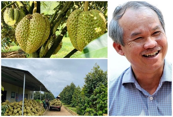 Hoàng Anh Gia Lai của bầu Đức lãi lớn, sắp thu lợi to từ sầu riêng- Ảnh 2. Hoàng Anh Gia Lai của bầu Đức lãi lớn, sắp thu lợi to từ sầu riêng- Ảnh 2.