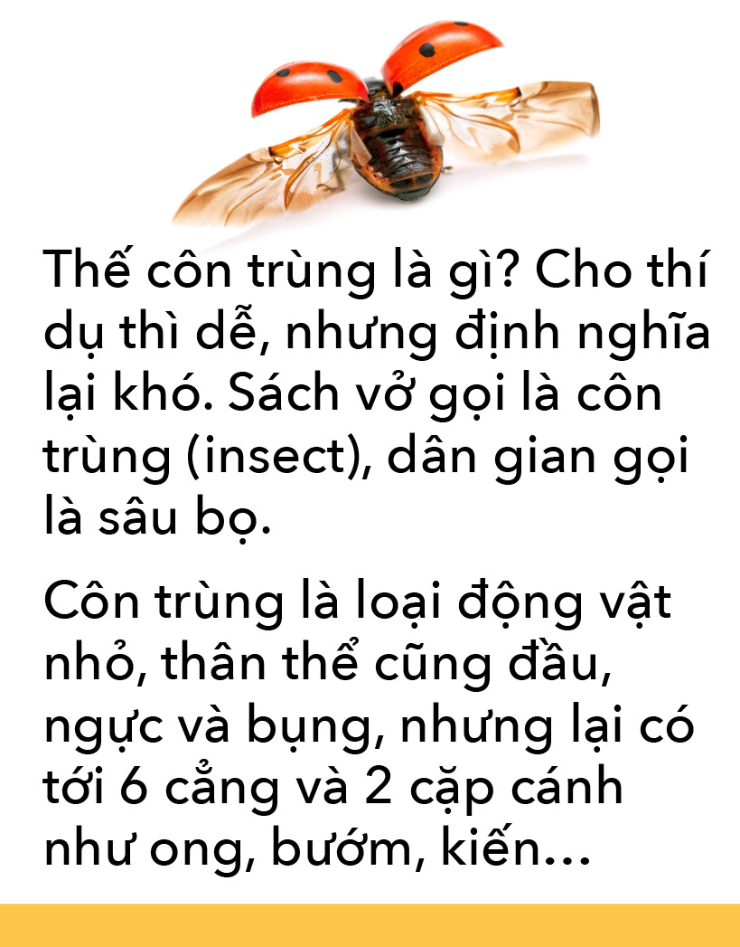 Món côn trùng, bếp núc ngày càng sáng tạo - Ảnh 4. Món côn trùng, bếp núc ngày càng sáng tạo - Ảnh 4.