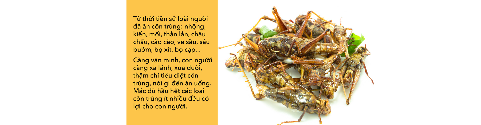 Món côn trùng, bếp núc ngày càng sáng tạo - Ảnh 3. Món côn trùng, bếp núc ngày càng sáng tạo - Ảnh 3.