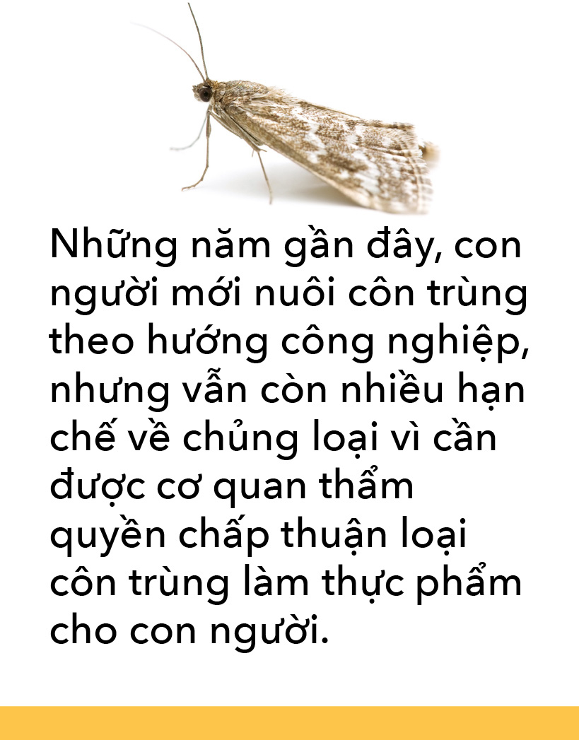 Món côn trùng, bếp núc ngày càng sáng tạo - Ảnh 8. Món côn trùng, bếp núc ngày càng sáng tạo - Ảnh 8.