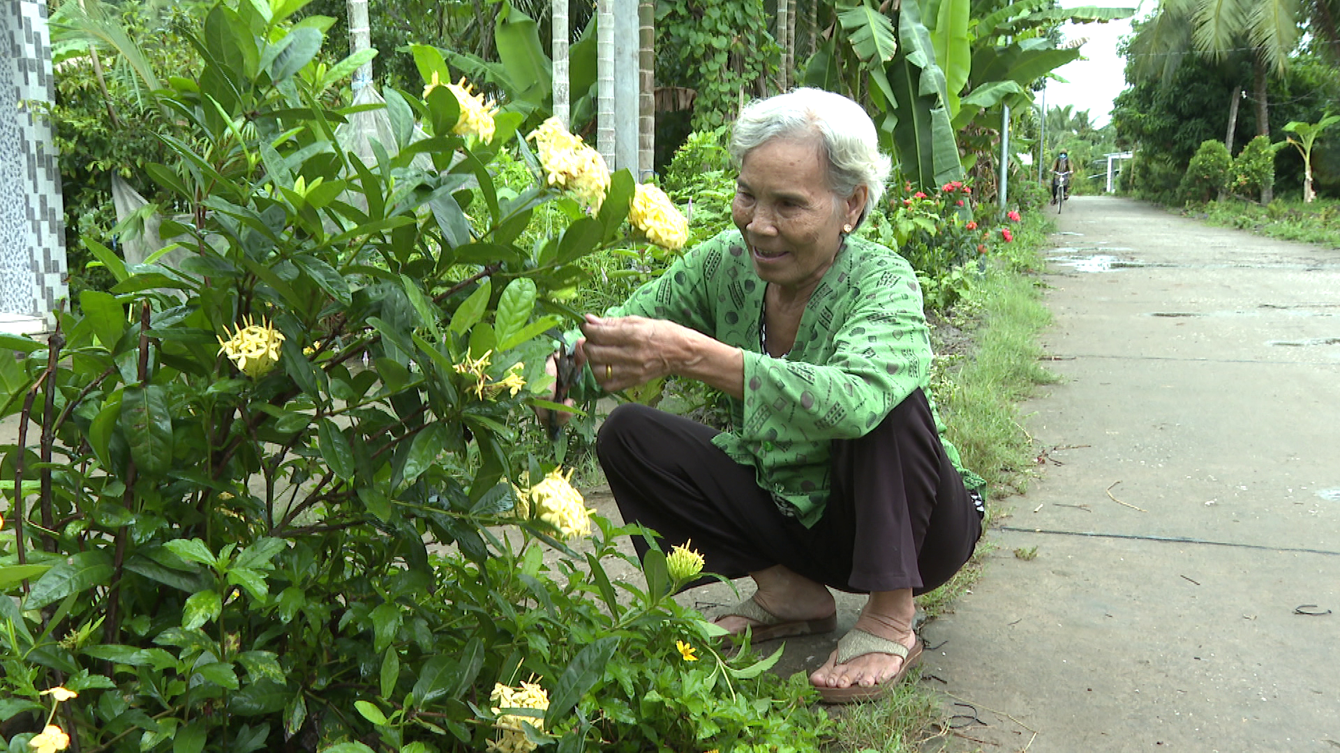 Đường hoa nông thôn mới ở một huyện của Sóc Trăng đẹp như phim, dân tình tha hồ chụp hình- Ảnh 2. Đường hoa nông thôn mới ở một huyện của Sóc Trăng đẹp như phim, dân tình tha hồ chụp hình- Ảnh 2.