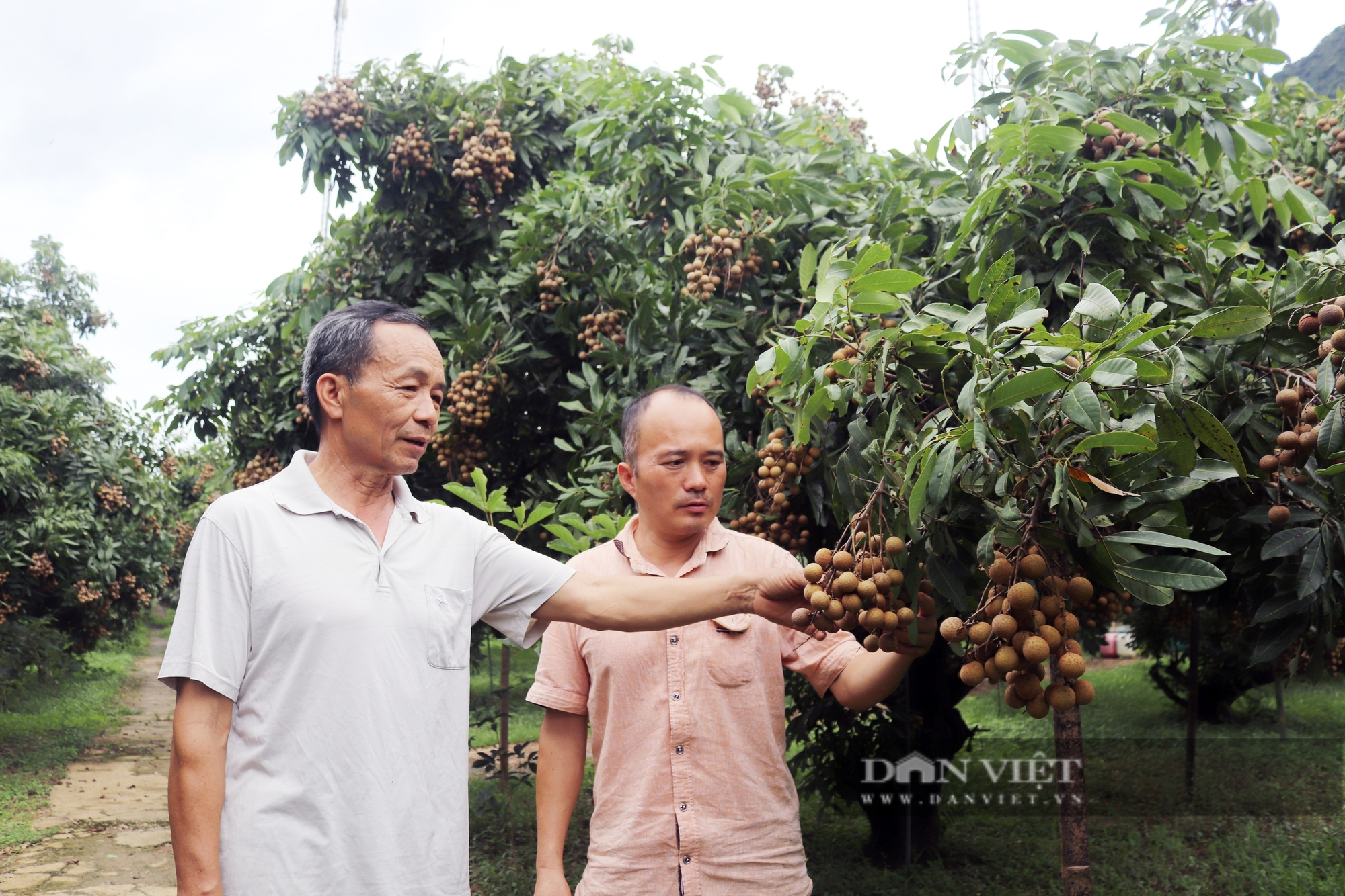 Thứ quả Thứ quả