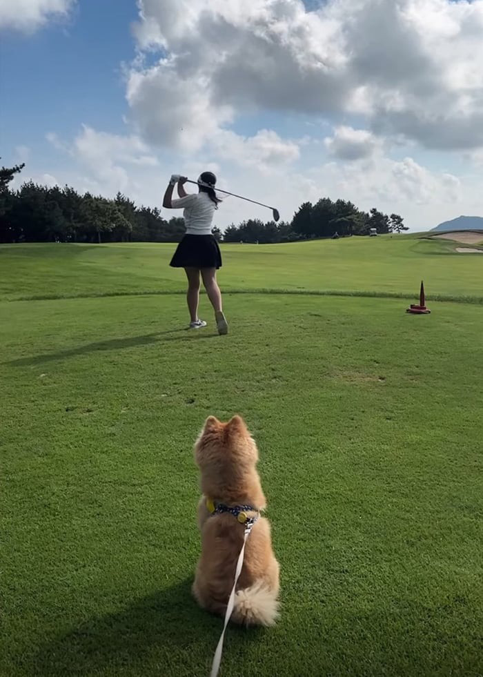 Một phụ nữ Hàn Quốc dắt chó đi đánh golf cùng mình - Ảnh chụp màn hình video YouTube Tranh cãi việc thú cưng là 'thượng đế' ở nhà hàng, khách sạn Hàn Quốc- Ảnh 2.