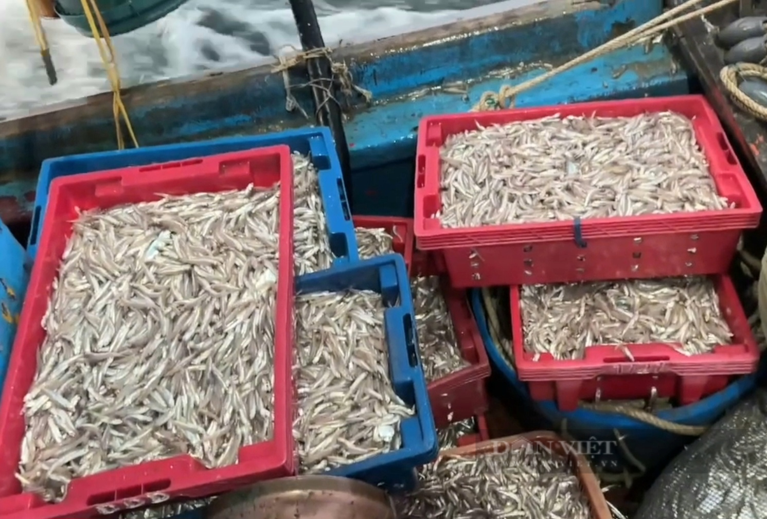 Hành trình câu mực đêm trên vùng vịnh Hòn La, ngư dân Quảng Bình bội thu cá mực tươi rói đưa vào bờ- Ảnh 5. Hành trình câu mực đêm trên vùng vịnh Hòn La, ngư dân Quảng Bình bội thu cá mực tươi rói đưa vào bờ- Ảnh 5.