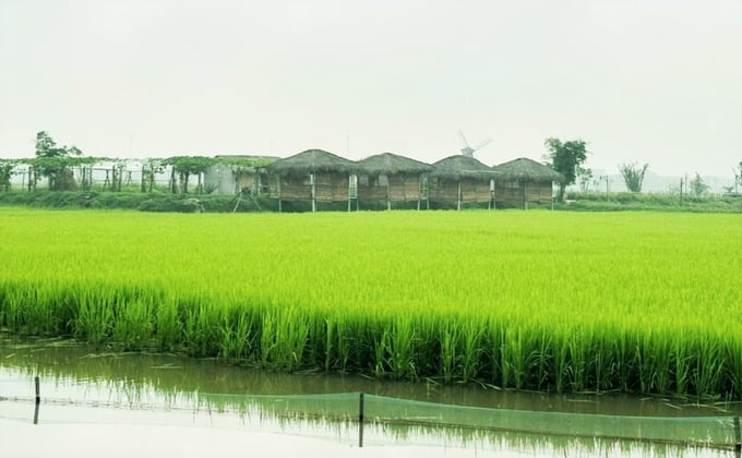 htx2-172606_657.jpg 20ha đất xứ Đồng Ghè và Liên Nhật kém hiệu quả nay đã trở thành nơi chuyển giao kinh nghiệm sản xuất nông nghiệp theo hướng hữu cơ, thân thiện với môi trường cho bà con nông dân toàn tỉnh Hà Tĩnh. Ảnh: Thanh Nga.
