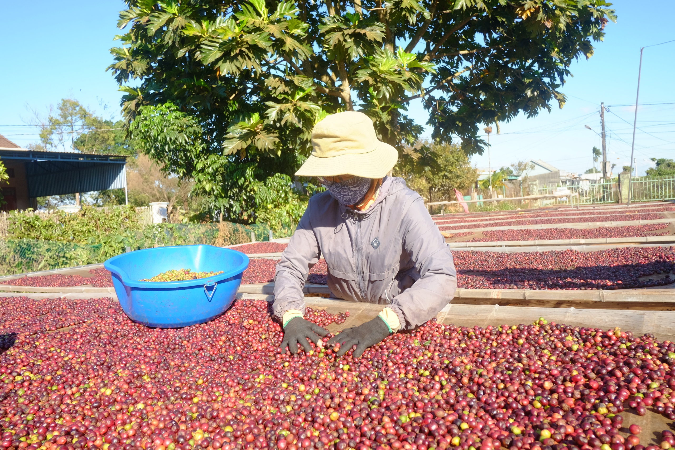 EU ra quy định mới về thuốc bảo vệ thực vật: Nông sản Việt thích ứng nhanh để giữ thị trường - Ảnh 2.