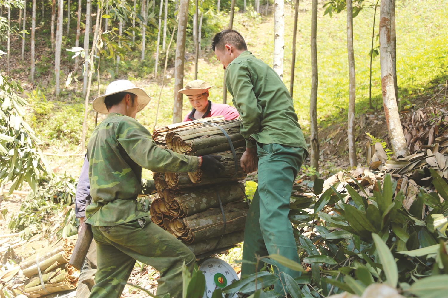 Luật Lâm nghiệp đã tạo thuận lợi hơn cho người trồng rừng Luật Lâm nghiệp đã tạo thuận lợi hơn cho người trồng rừng