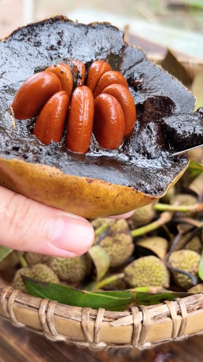 Loại quả 'đen sì' ở Việt Nam, hương vị độc lạ được nhiều người săn lùng: Riêng hạt giống đã lên tới 50k/hạt nhỏ xíu - Ảnh 2. Loại quả 'đen sì' ở Việt Nam, hương vị độc lạ được nhiều người săn lùng: Riêng hạt giống đã lên tới 50k/hạt nhỏ xíu - Ảnh 2.